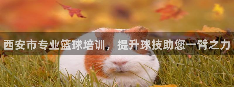 焦点娱乐官网下载安装手机版：西安市专业篮球培训，提升