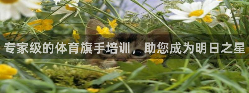 焦点娱乐总代理在哪：专家级的体育旗手培训，助您成为明