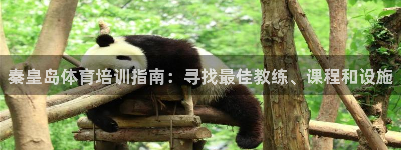 焦点娱乐平台注册账号安全吗：秦皇岛体育培训指南：寻找