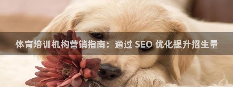 焦点娱乐平台注册账号是什么：体育培训机构营销指南：通