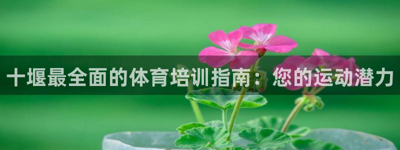 焦点娱乐网站下载地址大全：十堰最全面的体育培训指南：
